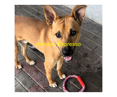 In regalo CANE METICCIO