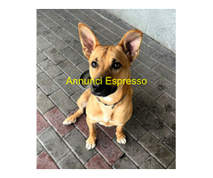 In regalo CANE METICCIO