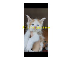 Dolcissimi cuccioli Maine Coon