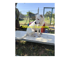 In regalo SIMBA pitbull ADOZIONE CUORE