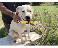 In regalo SIMBA pitbull ADOZIONE CUORE