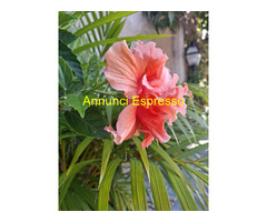 Tantra vero con Viola