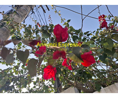 Tantra vero con Viola