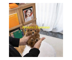 In regalo Cuccioli di Barboncino Toy