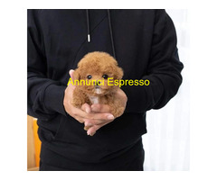 In regalo Cuccioli di Barboncino Toy