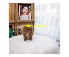 In regalo Cuccioli di Barboncino Toy