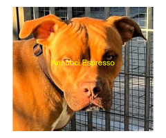 In regalo CANE METICCIO