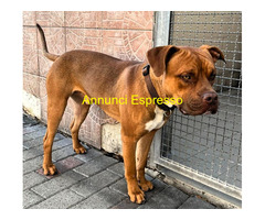 In regalo CANE METICCIO