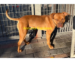 In regalo CANE METICCIO