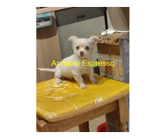 Chihuahua maschietti