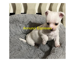 Chihuahua maschietti