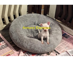 Chihuahua maschietti