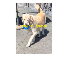 In regalo CANE METICCIO