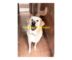 In regalo CANE METICCIO