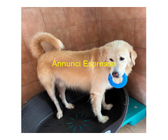 In regalo CANE METICCIO