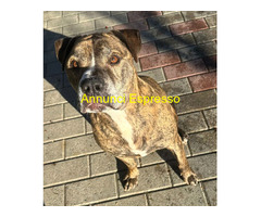 In regalo CANE METICCIO