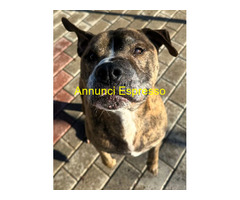 In regalo CANE METICCIO