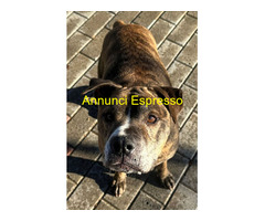 In regalo CANE METICCIO