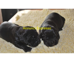 Cocker Spaniel cuccioli