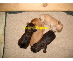 Cocker Spaniel cuccioli