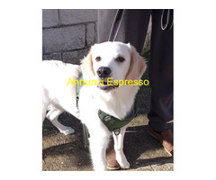 In regalo Mix Golden/Labrador 6 mesi