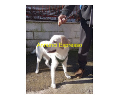 In regalo Mix Golden/Labrador 6 mesi