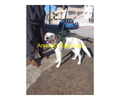 In regalo Mix Golden/Labrador 6 mesi