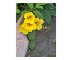 Tantra vero con Viola