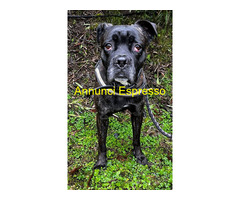 In regalo CANE METICCIO