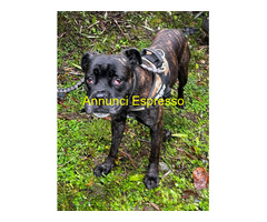 In regalo CANE METICCIO