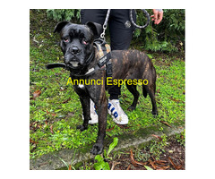 In regalo CANE METICCIO