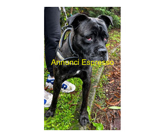 In regalo CANE METICCIO