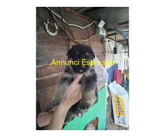 Cuccioli pastore tedesco