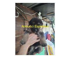 Cuccioli pastore tedesco