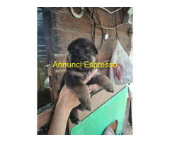 Cuccioli pastore tedesco