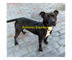 In regalo CANE METICCIO