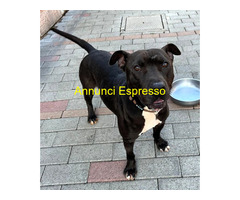 In regalo CANE METICCIO