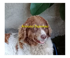 In regalo REBEL meticcio taglia media