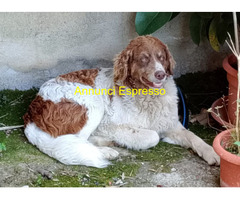 In regalo REBEL meticcio taglia media