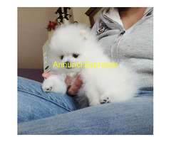In regalo Regalo Cuccioli di pomerania