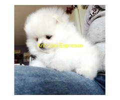 In regalo Regalo Cuccioli di pomerania