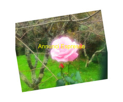 CONSULENZE & TRATT TI OLI