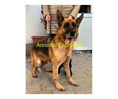 In regalo CANE METICCIO