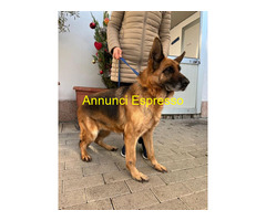 In regalo CANE METICCIO