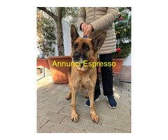 In regalo CANE METICCIO