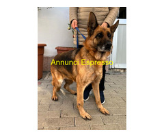 In regalo CANE METICCIO