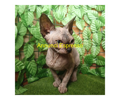 Cucciola Canadian Sphynx