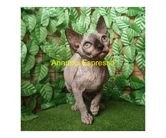 Cucciola Canadian Sphynx