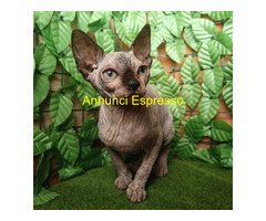 Cucciola Canadian Sphynx