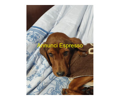 In regalo GIUGGIOLA 1 anno taglia piccol